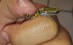 Eleutherodactylus orarius