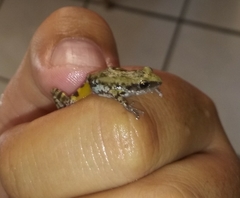 Eleutherodactylus orarius