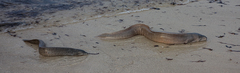 Gymnothorax pictus