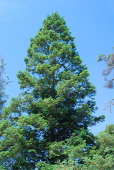 Abies flinckii