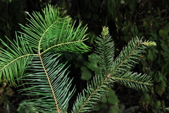 Abies flinckii