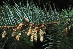 Abies flinckii