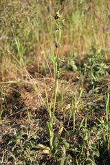 Ophrys sphegodes herae