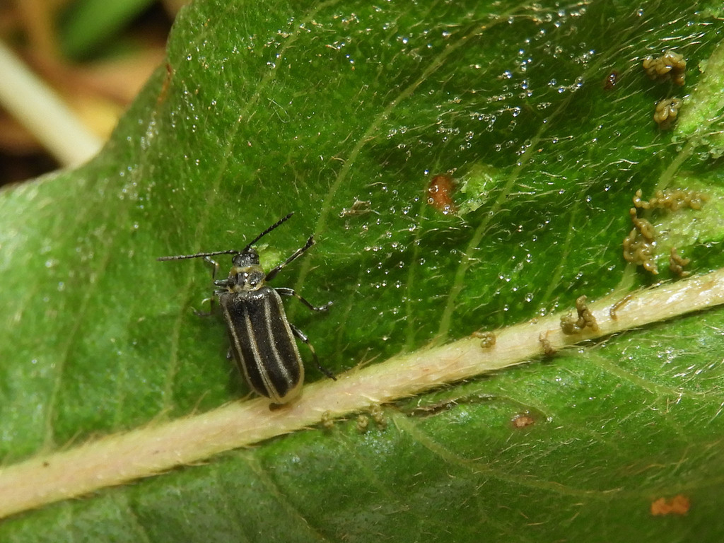 Galerucella funesta