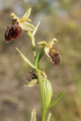 Ophrys sphegodes herae
