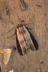 Oncocnemidinae