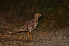 Burhinus capensis capensis