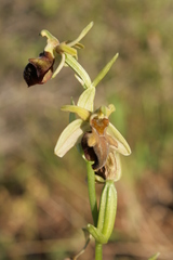 Ophrys sphegodes herae