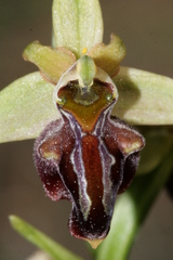 Ophrys sphegodes herae