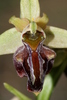 Ophrys sphegodes herae - Photo (c) Errol Véla, some rights reserved (CC BY-NC), uploaded by Errol Véla