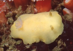 Baptodoris mimetica image