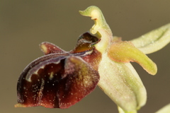 Ophrys sphegodes herae