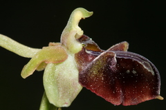 Ophrys sphegodes herae