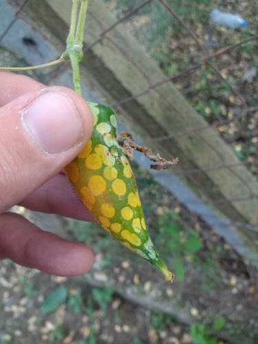 Kedrostis leloja