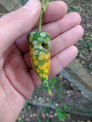 Kedrostis leloja