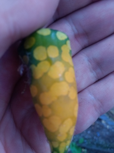 Kedrostis leloja