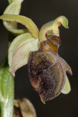 Ophrys sphegodes herae