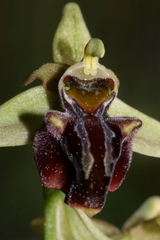 Ophrys sphegodes herae