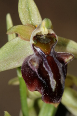 Ophrys sphegodes herae