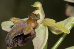 Ophrys sphegodes herae
