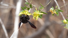 Xylocopa atamisquensis
