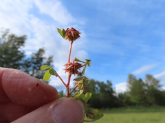 Trifolium cernuum