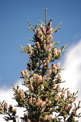 Abies vejarii