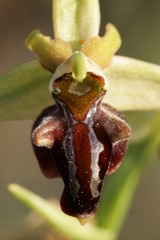 Ophrys sphegodes herae