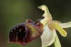 Ophrys sphegodes herae