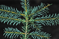 Abies vejarii