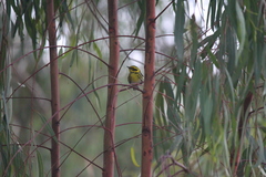 Setophaga townsendi