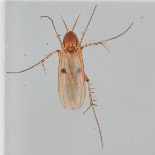 Mycetophila ruficollis