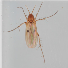 Mycetophila ruficollis