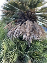 Arecaceae
