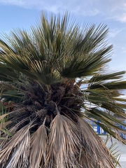 Arecaceae