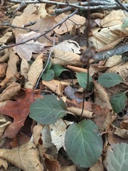 Pyrola elliptica