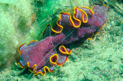 Pseudoceros ferrugineus