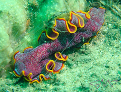 Pseudoceros ferrugineus