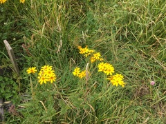 Tagetes zypaquirensis