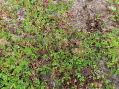 Trifolium cernuum