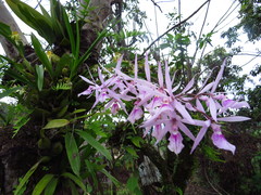 Encyclia adenocaula
