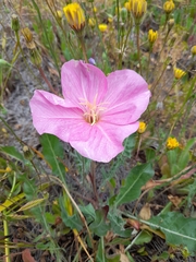Oenothera acaulis