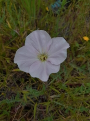 Oenothera acaulis