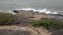 Arenaria melanocephala