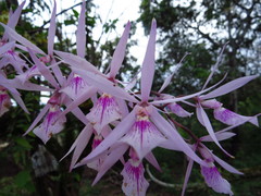 Encyclia adenocaula