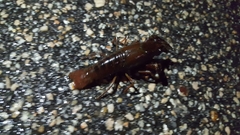 Procambarus acutus