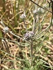 Lessingianthus plantaginodes