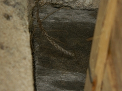 Orienscopia