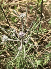 Lessingianthus plantaginodes
