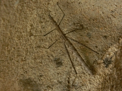 Orienscopia
